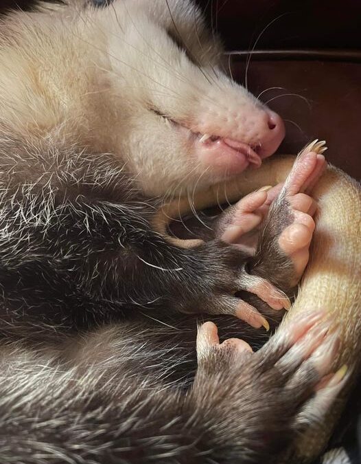 Opossum Awareness